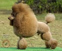 Poodle Miniature
